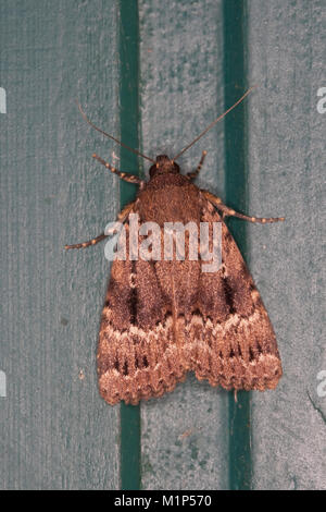 Pyramideneule Pyramiden-Eule, Amphipyra pyramidea, cuivre, bosse, ailes, Vert Vert, Eulenfalter pyramidale, Noctuidae Banque D'Images