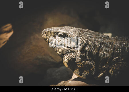 Close up image of a rock varan allongé au soleil Banque D'Images