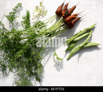 Les légumes cultivés, les carottes, les haricots et les tomates du jardin frais Banque D'Images