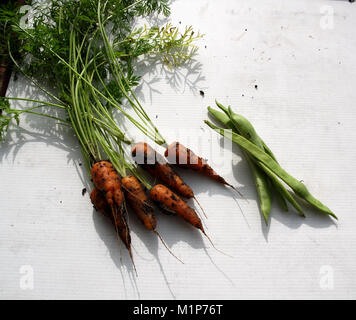 Les légumes cultivés, les carottes, les haricots et les tomates du jardin frais Banque D'Images