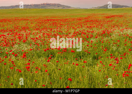 Un champ de coquelicots et fleurs Pienza en arrière-plan Banque D'Images