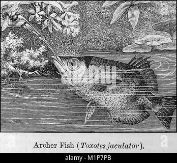 Une illustration à partir de 1889 L'Encyclopédie de chambre - illustration d'un archer ARCHER aka Poisson Poisson, Poisson ou poisson CRACHEUR SPINNER (Taxotes jaculator) Banque D'Images