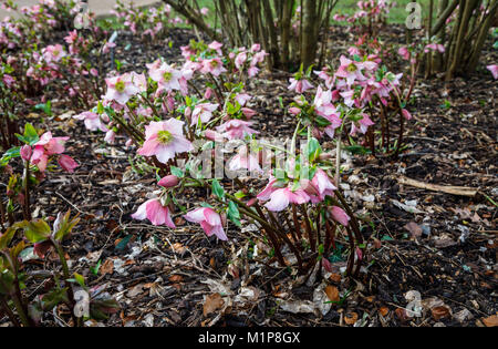 L'hellébore, rose pâle à pourpre Helleborus Walburton Walhero' du 'Romarin en fleurs en janvier, RHS Gardens, Wisley, Surrey, Angleterre du Sud-Est, Royaume-Uni Banque D'Images