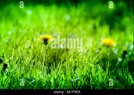 Plan Macro sur des fleurs de pissenlit jaune dans le pré vert à la campagne au début de l'été autour de solstice d'été. Les abeilles sont à la recherche de nectar Banque D'Images