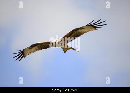 Red Kite Galloway Ecosse Banque D'Images