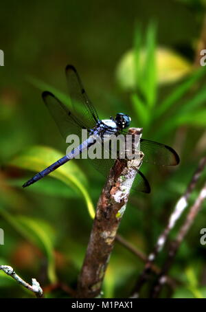 Bleu libellule avec corps sur stick. Banque D'Images