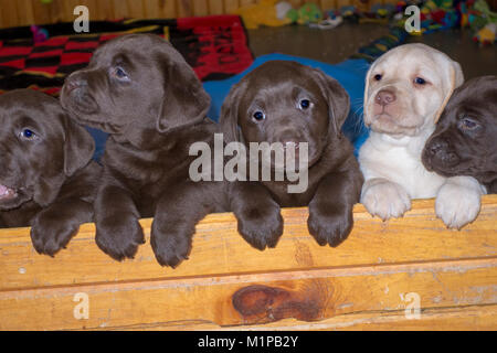 Cinq semaines six mignon chiots Labrador à la recherche sur un mur Banque D'Images