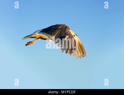 Flying Seagull est un gros plan d'une mouette voler contre un beau ciel bleu. Banque D'Images