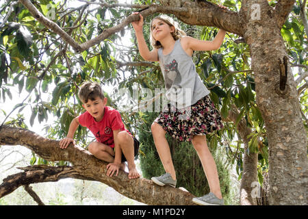 Un jeune garçon et fille escalade un arbre.