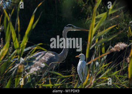 Héron cendré et Western Cattle egret dans le Parc ornithologique de Pont de Gau de la Camargue Banque D'Images