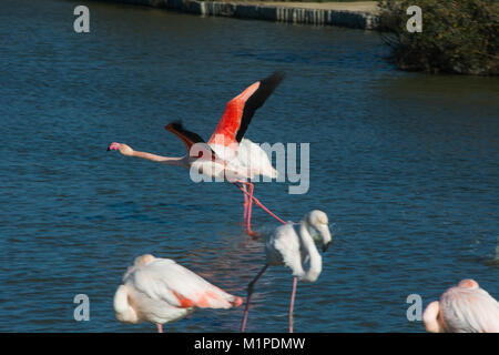 Les flamants roses, Phoenicopterus roseus, de la Camargue dans le sud de la France Banque D'Images