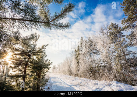 La route dans la neige au milieu des arbres. Rayons de soleil dans les branches du sapin. Paysage Banque D'Images