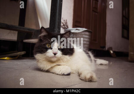 Cat en noir et blanc de détente sur le terrain Banque D'Images