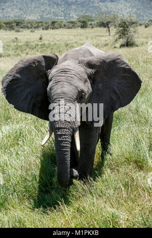 Un éléphant d'Afrique veau Banque D'Images