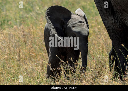 Un éléphant d'Afrique veau Banque D'Images