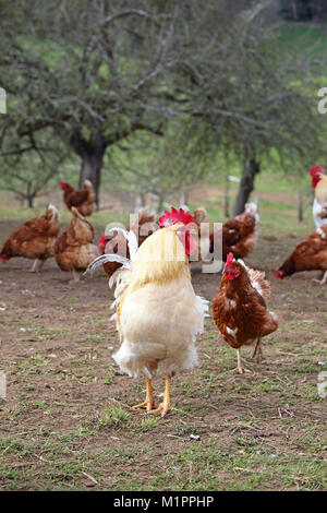 Poulets en élevage en libre parcours avec le débit dans un pré. Dans l'arrière-plan est un poulailler mobile., Hühner dans Freilandhaltung mit Auslauf auf ein Banque D'Images