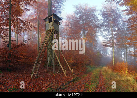 Automne forêt de hêtres dans la matinée avec la chasse, Ansitz Felsenheim, Solms, dans le district de Lahn-Dill, Hesse, Allemagne, Herbstlicher am Buchenwald Morge Banque D'Images