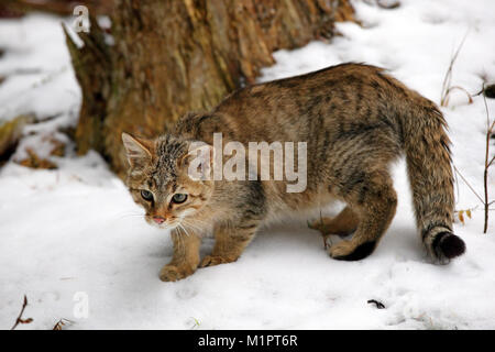 Chat sauvage Felis silvestris, jeune chat arpente la cité, hiver, Taunus, Hesse, Germany, Europe, Wildkatze Felis silvestris, Junger Kater stre Banque D'Images