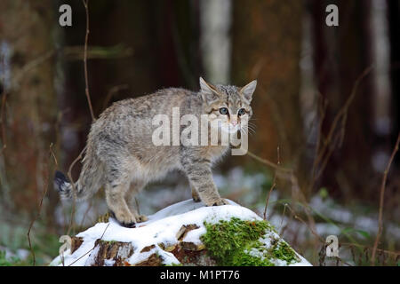 Chat sauvage Felis silvestris, jeune chat arpente la cité, hiver, Taunus, Hesse, Germany, Europe, Wildkatze Felis silvestris, Junger Kater stre Banque D'Images