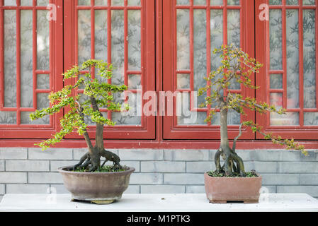 Deux arbres Bonsais contre un mur de briques et de fenêtres rouges Banque D'Images