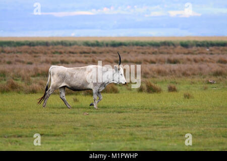 Steppe hongroise, bovins Bovins gris hongrois Bos primi genius, Bos taurus, Burgenland, Autriche, Europe, Ungarisches, Steppenrind Ungarisches G Banque D'Images