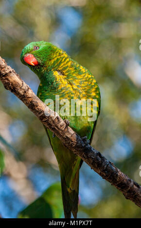 Scaly-brested lorikeet perché sur une brindille de tordre son corps pour regarder quelque chose sur le côté de son œil Banque D'Images