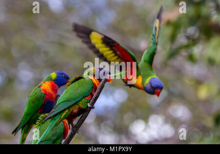 Rainbow lorikeet lancer elle-même à partir d'un arbre comme trois autres lorikeet regarder le décollage de la même branche Banque D'Images