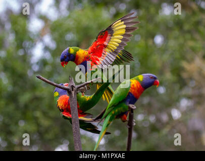 Rainbow lorikeet allées et venues.Deux têtes pourpres arc-en-ciel avec des ailes ouvrir tandis qu'un troisième est assis sur une branche. L'un des loriquets verts vole loin wh Banque D'Images