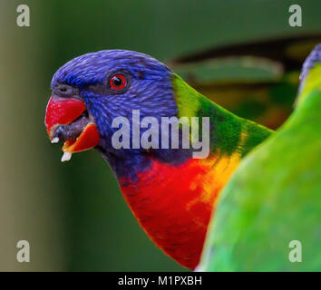 Rainbow lorikeet en profil avec langue visible assis derrière un autre oiseau qui a le dos tourné. Certains aliments sont visibles sur l'extrémité de son bec. Banque D'Images