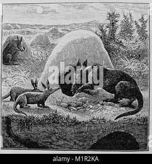 Une illustration à partir de 1889 L'Encyclopédie de chambre - illustration d'un africain ARDVARK . ARD-VARK. L'oryctérope, FOURMILIER, TERRE AFRICAINE OU DE PORC PORC AU SOL (Orycteropus afer) Banque D'Images