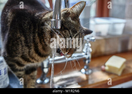 Chat domestique des boissons du robinet de la cuisine. Banque D'Images