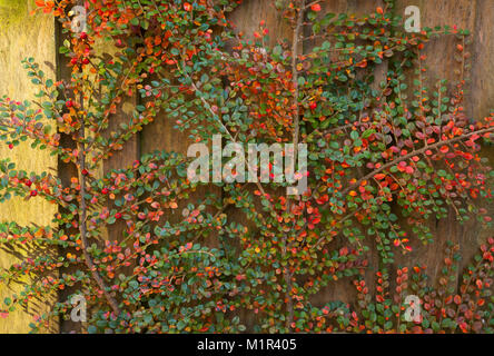 Cotoneaster arbuste aux couleurs automnales de rouge et d'orange fanning out contre une clôture de jardin en bois. Banque D'Images