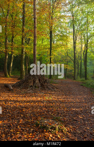 Den pour enfants faits de branches tombées dans Coombe Hill wood à l'automne, près de rue, Somerset. Banque D'Images