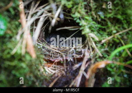 Nidification et d'oiseaux dans la région de Tree Trunk Banque D'Images