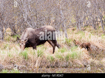 L'orignal femelle avec deux veaux en Alaska. Banque D'Images