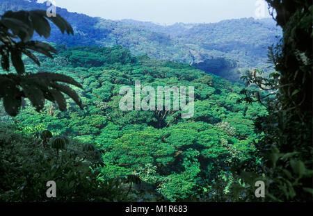 Costa Rica. Monte Verde. Le Parc National de Monte Verde. Forêt du nuage. Banque D'Images