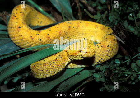 Costa Rica. Monte Verde. Le Parc National de Monte Verde. Forêt du nuage. Viper (cils) schlegellii Bothriechis. Banque D'Images