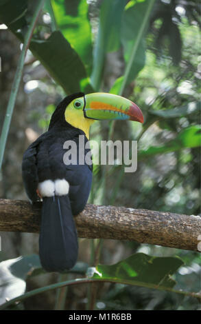 Costa Rica. Tortuguero. Parc National de Tortuguero. Keel (Ramphastos sulfuratus Toucan bec). Banque D'Images