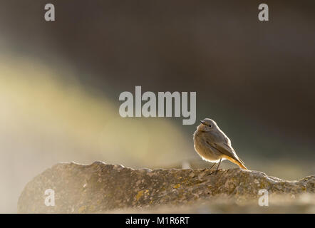 Rougequeue noir Phoenicurus, ochruro, femme, sur un rocher avec hivernage Somerset,littoral parsemé de l'arrière-éclairé par la lumière du matin. Banque D'Images