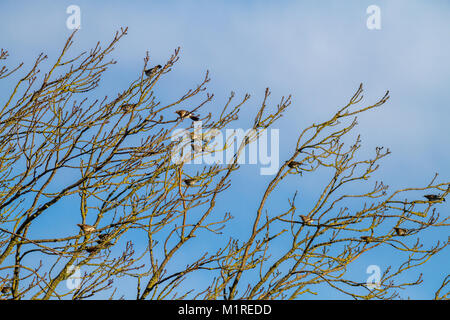 Burley Woodhead, West Yorkshire, Royaume-Uni. 1er février 2018. Météo France : un troupeau de sociable, aux grives litornes Turdus nomades (f) l'hiver dans le UK - perché dans un arbre avec un couple d'étourneaux caché au fond. Rebecca Cole/Alamy Live News Banque D'Images