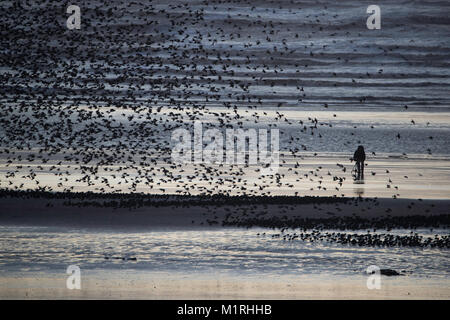 Blackpool, Royaume-Uni. 1er février, 2018. Un photographe solitaire se tient juste en face de l'Etourneau sansonnet Murmuration à Blackpool North Pier. Credit : Russell Millner/Alamy Live News Banque D'Images