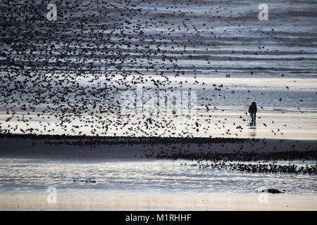 Blackpool, Royaume-Uni. 1er février, 2018. Un photographe solitaire se tient juste en face de l'Etourneau sansonnet Murmuration à Blackpool North Pier. Credit : Russell Millner/Alamy Live News Banque D'Images