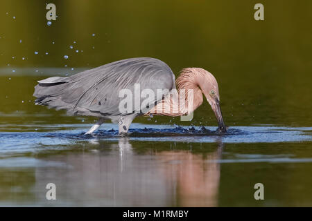 Aigrette garzette (Egretta rufescens rougeâtre) capture d'un poisson - St. Petersburg, Floride Banque D'Images