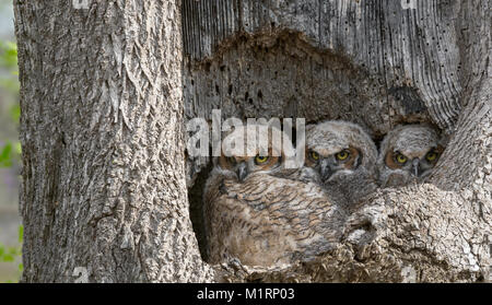 Le Grand-duc Owlets Banque D'Images