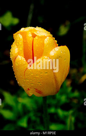 Tulipes jaunes après une pluie avec des gouttes d'eau Banque D'Images