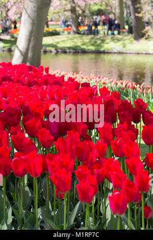 Les plantations de masse de tulipes rouges dans les jardins de Keukenhof Banque D'Images