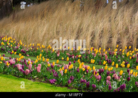 Tulipes et jacinthes dans les jardins de Keukenhof Banque D'Images