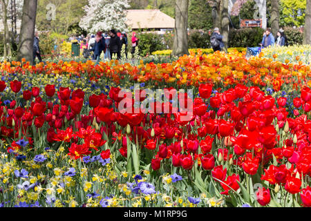 Tulipes et fleurs de printemps dans une frontière à jardins de Keukenhof Banque D'Images