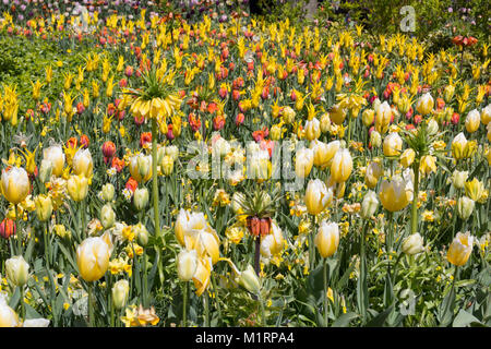 Corps de bulbes de printemps avec un thème en jaune les jardins de Keukenhof Banque D'Images