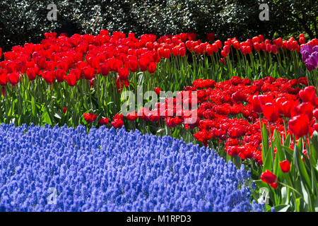 Tulipes rouges et bleus muscaris au jardins de Keukenhof Banque D'Images